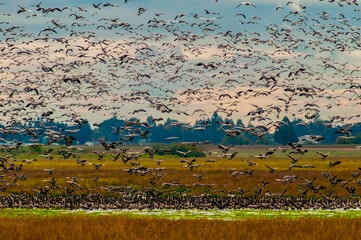  Flock of Canada Goose lift off at Baskett Slough National Wildlife Refuge