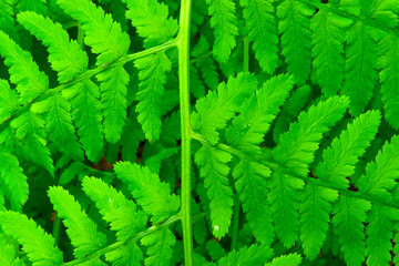 Lady Fern frond