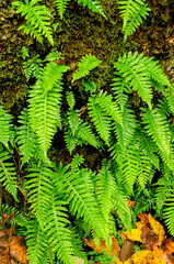 Licorice Fern in the Columbia River Gorge, Oregon