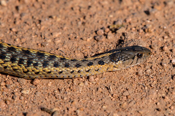 Terrestrial Garter Snake (Thamnophis elegans) at Camas Prairie Centennial Marsh in Idaho