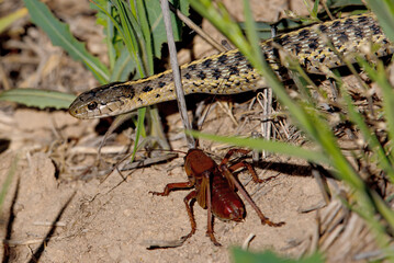 Terrestrial Garter Snake (Thamnophis elegans) and Morman Cricket at Camas Prairie Centennial Marsh in Idaho