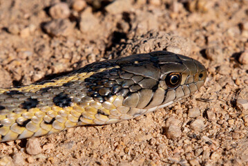 Terrestrial Garter Snake (Thamnophis elegans)  at Camas Prairie Centennial Marsh in Idaho