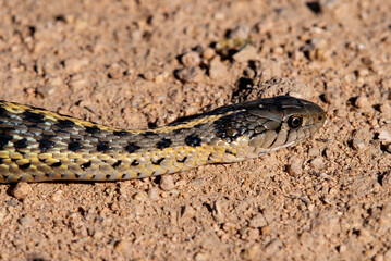 Terrestrial Garter Snake (Thamnophis elegans)  at Camas Prairie Centennial Marsh in Idaho