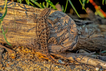 Western Fence Lizard in Idaho