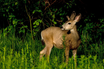 young Mule Deer Buck at sunrise