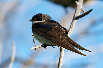 Tree Swallow perched