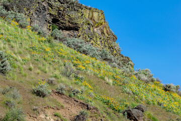 Wildflowers on slope above Lucky Peak State Park