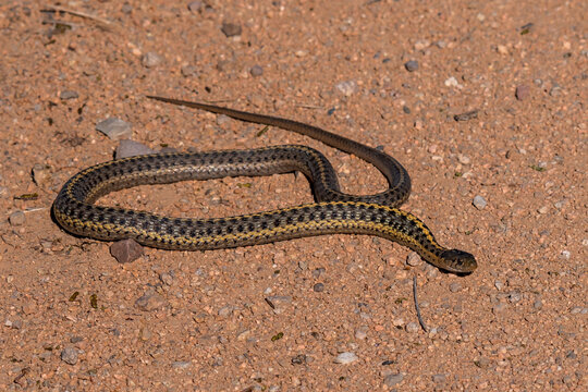 Terrestrial Garter Snake (Thamnophis elegans) at Camas Prairie Centennial Marsh in Idaho