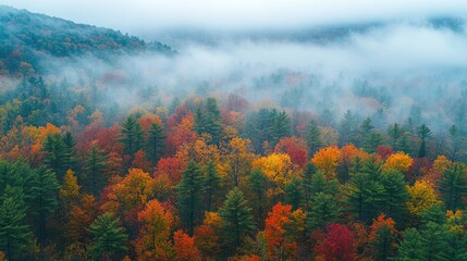 Misty autumn forest canopy