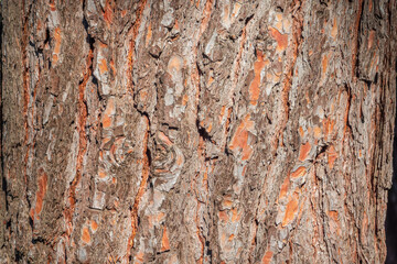Old wood pine bark texture or background.