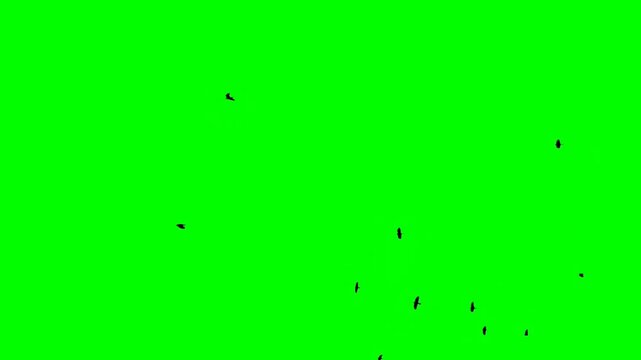 Small bird silhouettes scattered across a bright green background create a minimal, abstract visual ideal for chroma key work, overlays, motion graphics, or creative design projects.  