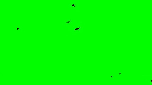 Silhouettes of birds flying across a vivid green background create a bold contrast, making the scene ideal for chroma key editing, motion graphics, or nature‑themed visual compositions.  
