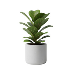 Fiddle-leaf fig plant in a modern white ceramic pot on transparent background