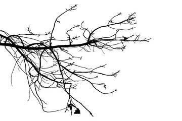 Black and white image of natural large old oak tree branch with leaves on white background	
