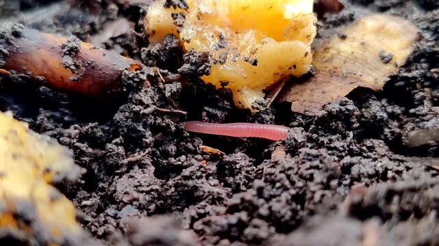 Red earthworms (Eisenia fetida or Red Worms) on the surface of the soil with bananas and their peels. Red earthworms are the most effective at converting organic waste into compost