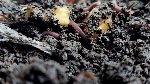 Red earthworms (Eisenia fetida or Red Worms) on the surface of the soil with bananas and their peels. Red earthworms are the most effective at converting organic waste into compost
