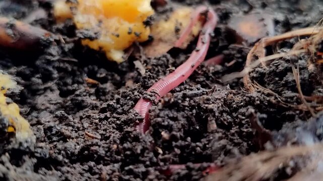 Red earthworms (Eisenia fetida or Red Worms) on the surface of the soil with bananas and their peels. Red earthworms are the most effective at converting organic waste into compost