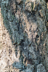 Bark texture and background of a old tree trunk