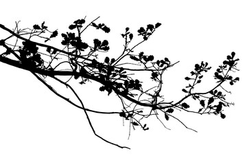 Naklejka premium Black and white image of natural large old oak tree branch with leaves on white background