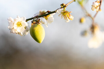White plum tree flowers., on the tree