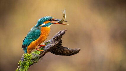 Eisvogel - Kingfisher