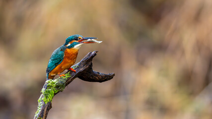 Eisvogel - Kingfisher