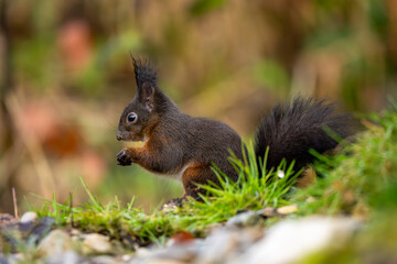 Eichhörnchen