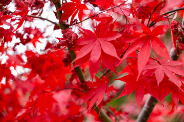 Autumn leaves of red color maple tree, fall season change