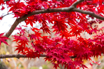 Autumn leaves of red color maple tree, fall season change