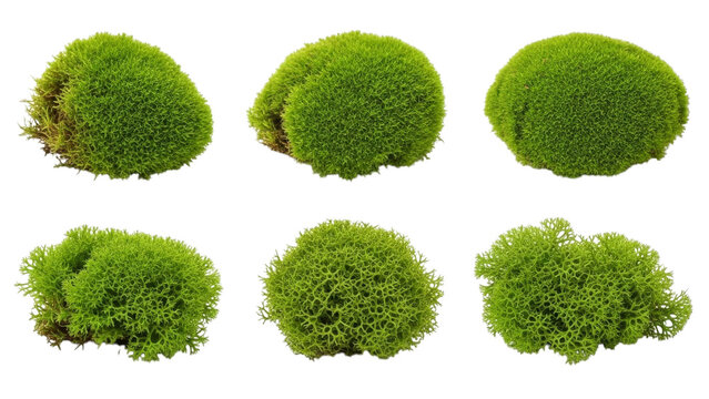 Collection Of Green Moss Varieties Isolated On Black Background