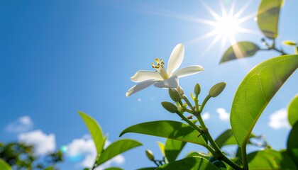White flower in sunlight against blue sky
