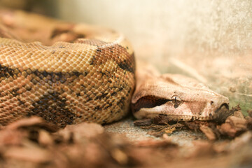 Close-up of Snake's Head and Patterned Scales in Warm Light