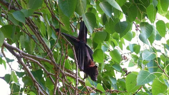 A flying fox hangs upside down from the branch of a fruit tree, chewing and extracting the fruit's juice, close up shot.