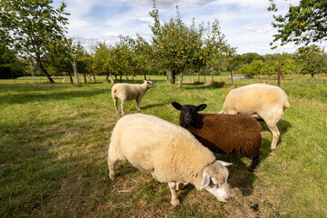 Lush meadow hosts tranquil sheep feeding quietly, Serene pastures with dispersed sheep under gentle cloud cover © Bjorn B
