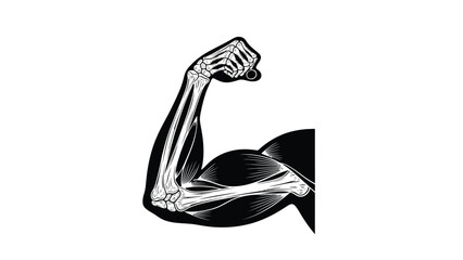 Anatomy of a flexed arm displaying muscle and skeletal structure