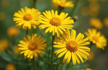 Bright yellow ragwort flowers bloom in a field. Their petals are pointed, surrounding a textured orange center. Some flowers are blurred in background.