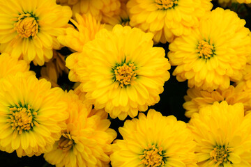yellow chrysanthemum flower blossom