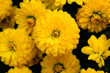 yellow chrysanthemum flower blossom