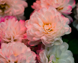 pink and white chrysanthemum blossom