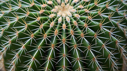 Extreme close-up of a green barrel cactus covered in sharp Background white and yellow spines image photo