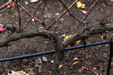 Invierno nevado, nieve blanca, entretenimiento, paisaje, viaje, vacaciones y medio ambiente, nevando