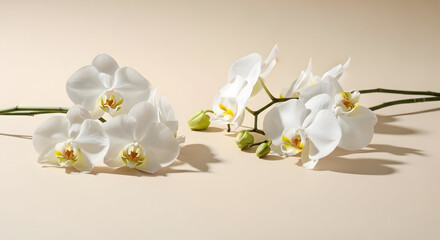Obraz premium Graceful White Orchids in Peaceful Light