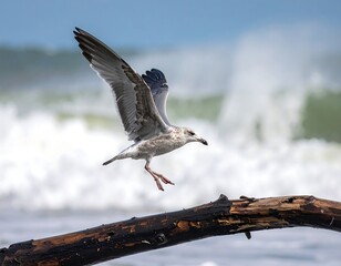 Bird in mid-flight near the ocean with wings spread wide, ready to land