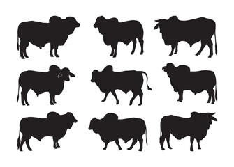 Brahman Bull vector, Brahman Bull clipart, Brahman Bull silhouette