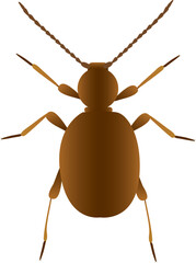 The Golden Spider Beetle is a striking stored product insect, notable for its roughly spherical shape and covering of golden hairs and scales.