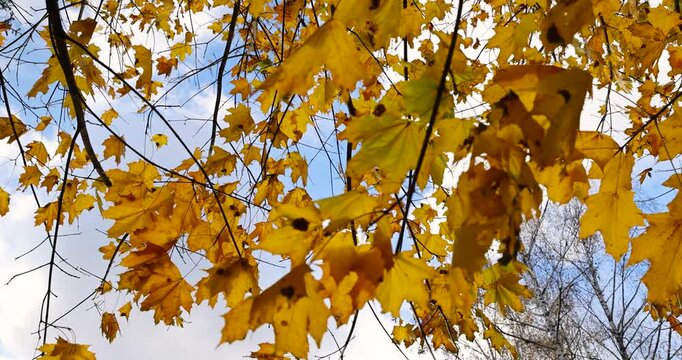 bright foliage of trees in sunny weather in the autumn season, bright beautiful foliage of deciduous trees on the branches before the fall
