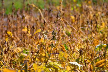 Bright harvest scene, Sunkissed soybean canopy ready for seasonal harvest, Radiant soybean plants with visible pods signify fruitful farming during seasonal transition