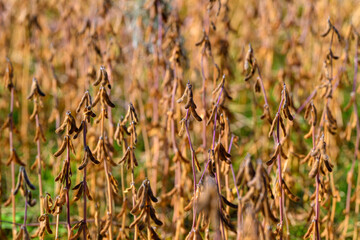 Agricultural soybean scene, Farm crops indicating economic activity, Mature plants symbolize market and livelihood, Field of seed pods reflects seasonal farming and commerce
