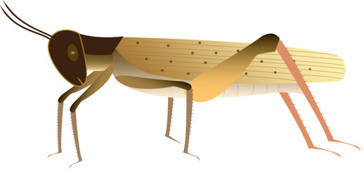 Grasshoppers are a group of insects belonging to the suborder Caelifera.  © Charunee