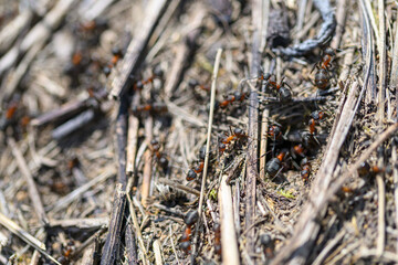 A Detailed CloseUp Image of Ants on Soil Surrounded by Dry Grass in Their Natural Habitat